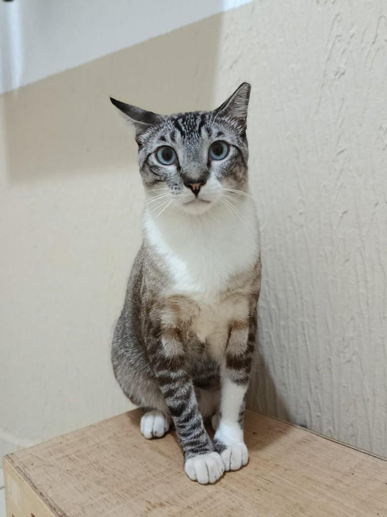 Samuel, gato de porte médio para adoção em São José do Rio Preto - SP — foto 4 de 4