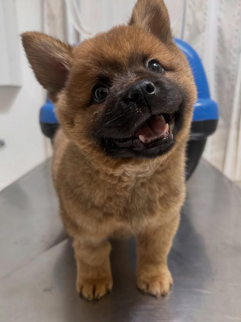 Rômulo, cachorro de porte pequeno para adoção em São José do Rio Preto - SP