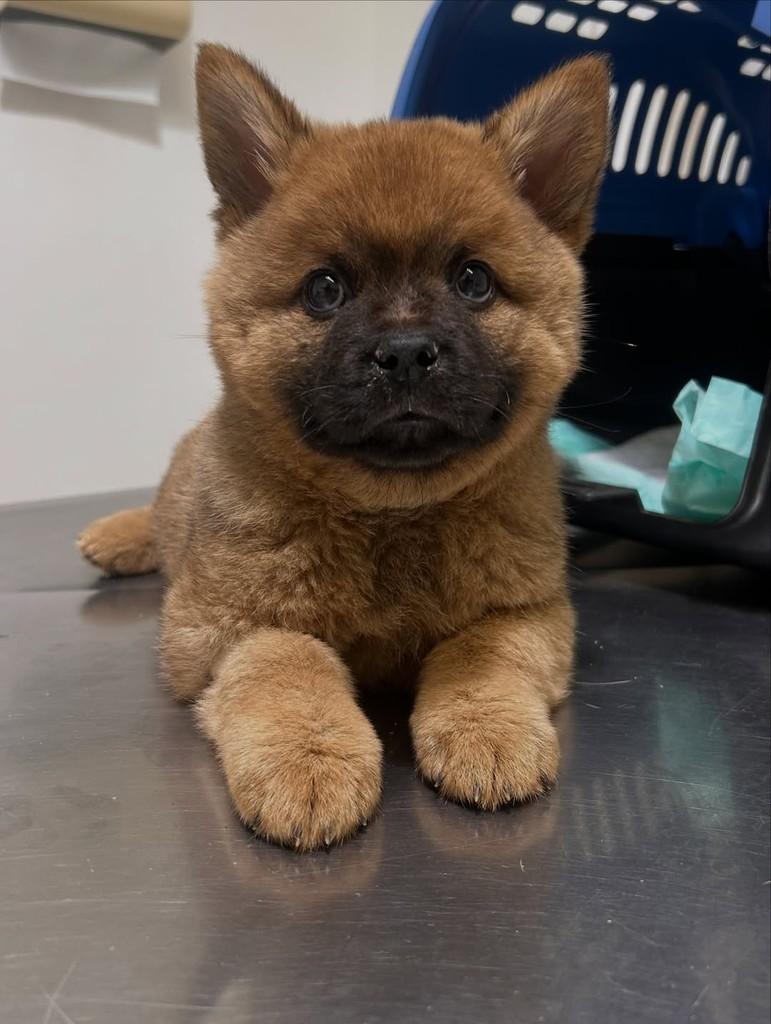Rômulo, cachorro de porte pequeno para adoção em São José do Rio Preto - SP — foto 2 de 4
