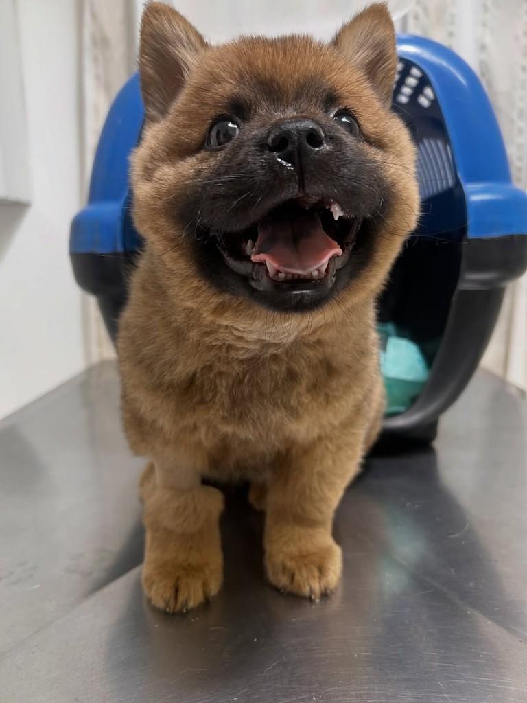 Rômulo, cachorro de porte pequeno para adoção em São José do Rio Preto - SP — foto 3 de 4