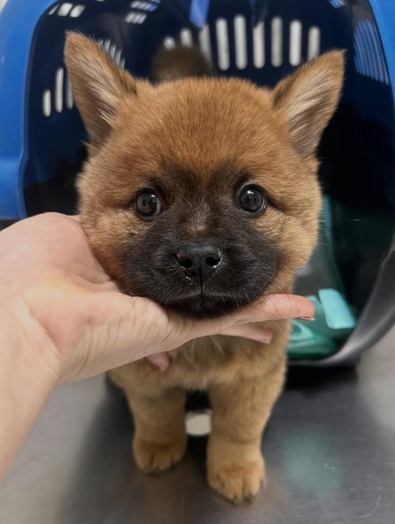 Rômulo, cachorro de porte pequeno para adoção em São José do Rio Preto - SP — foto 4 de 4