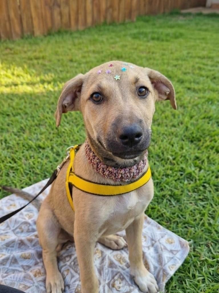 Aysha, cadela de porte médio para adoção em São José do Rio Preto - SP