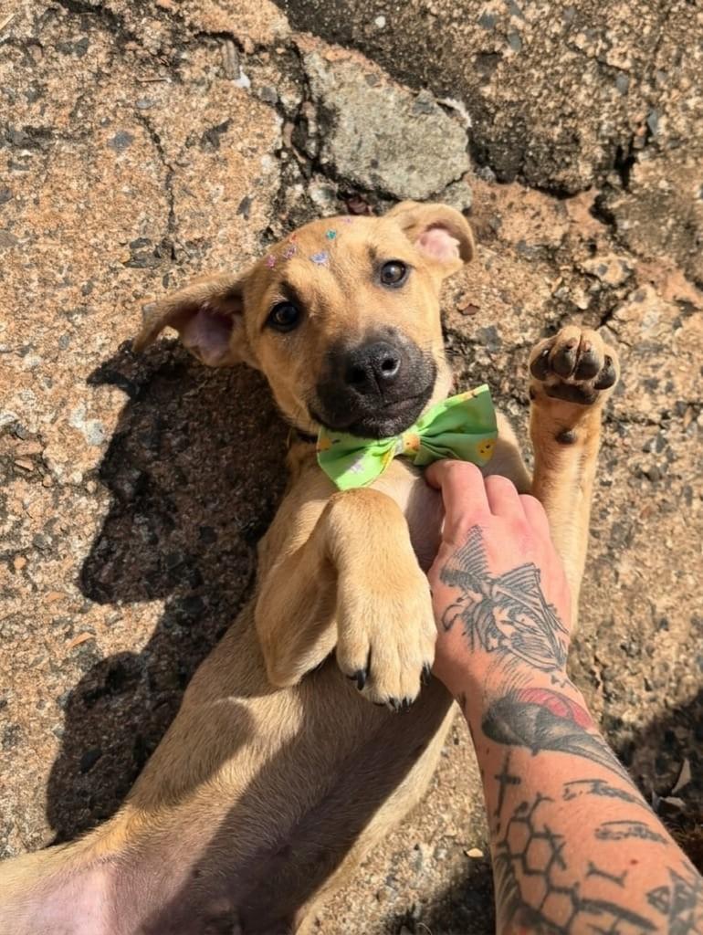 Aysha, cadela de porte médio para adoção em São José do Rio Preto - SP — foto 2 de 2