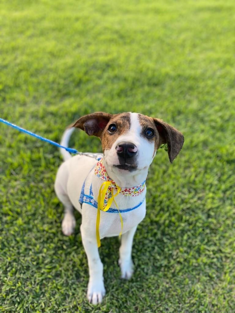 Theodore, cachorro de porte médio para adoção em São José do Rio Preto - SP
