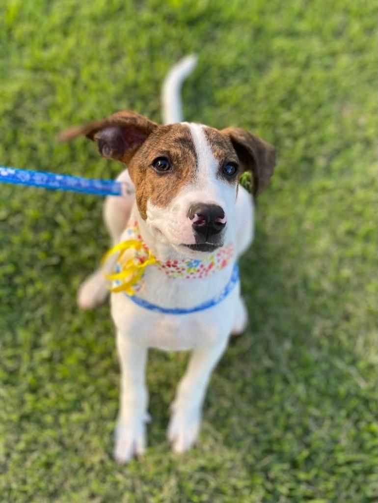Theodore, cachorro de porte médio para adoção em São José do Rio Preto - SP — foto 2 de 4
