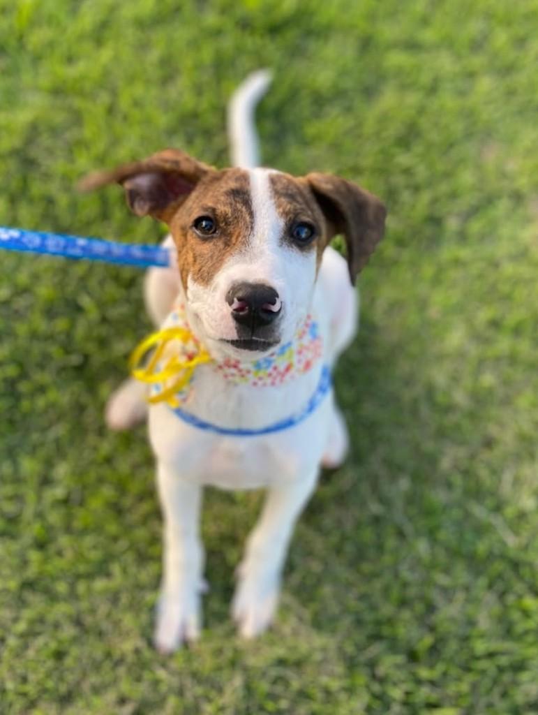 Theodore, cachorro de porte médio para adoção em São José do Rio Preto - SP — foto 3 de 4