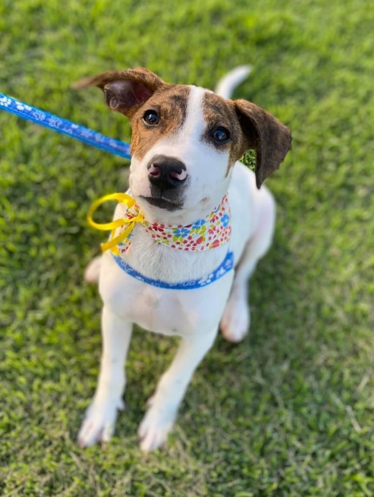 Theodore, cachorro de porte médio para adoção em São José do Rio Preto - SP — foto 4 de 4