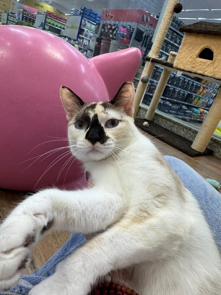 Narizinho, gata de porte pequeno para adoção em São José do Rio Preto - SP