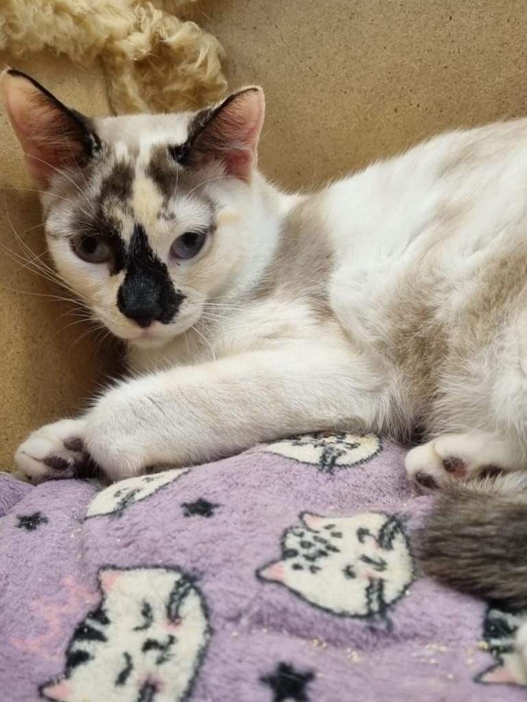 Narizinho, gata de porte pequeno para adoção em São José do Rio Preto - SP — foto 2 de 2
