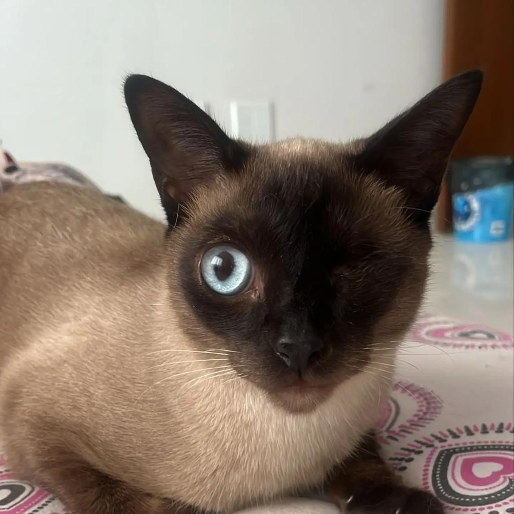 Nino, gato de porte pequeno para adoção em Brasília - DF
