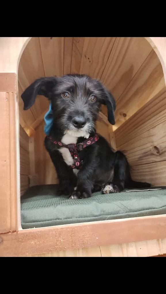 Bebeto, cachorro de porte pequeno para adoção em Brasília - DF