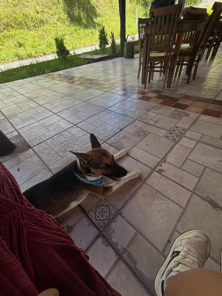 Tomás, cachorro de porte médio para adoção em Itabirito - MG