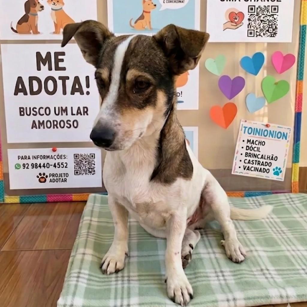 Ele, cachorro de porte pequeno para adoção em Manaus - AM
