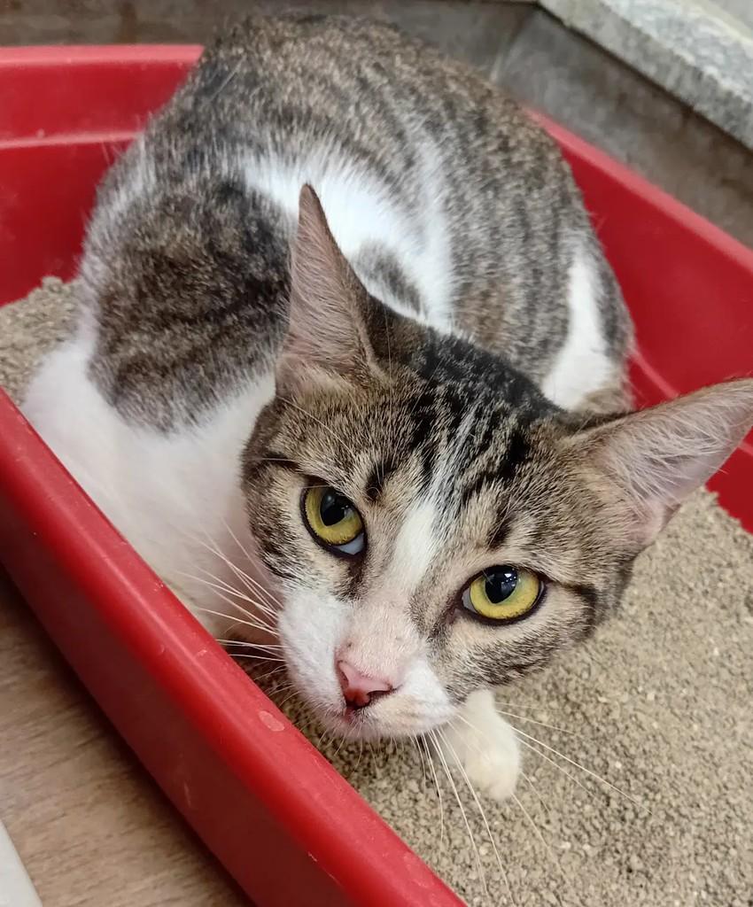 Donna, gato de porte pequeno para adoção em Manaus - AM