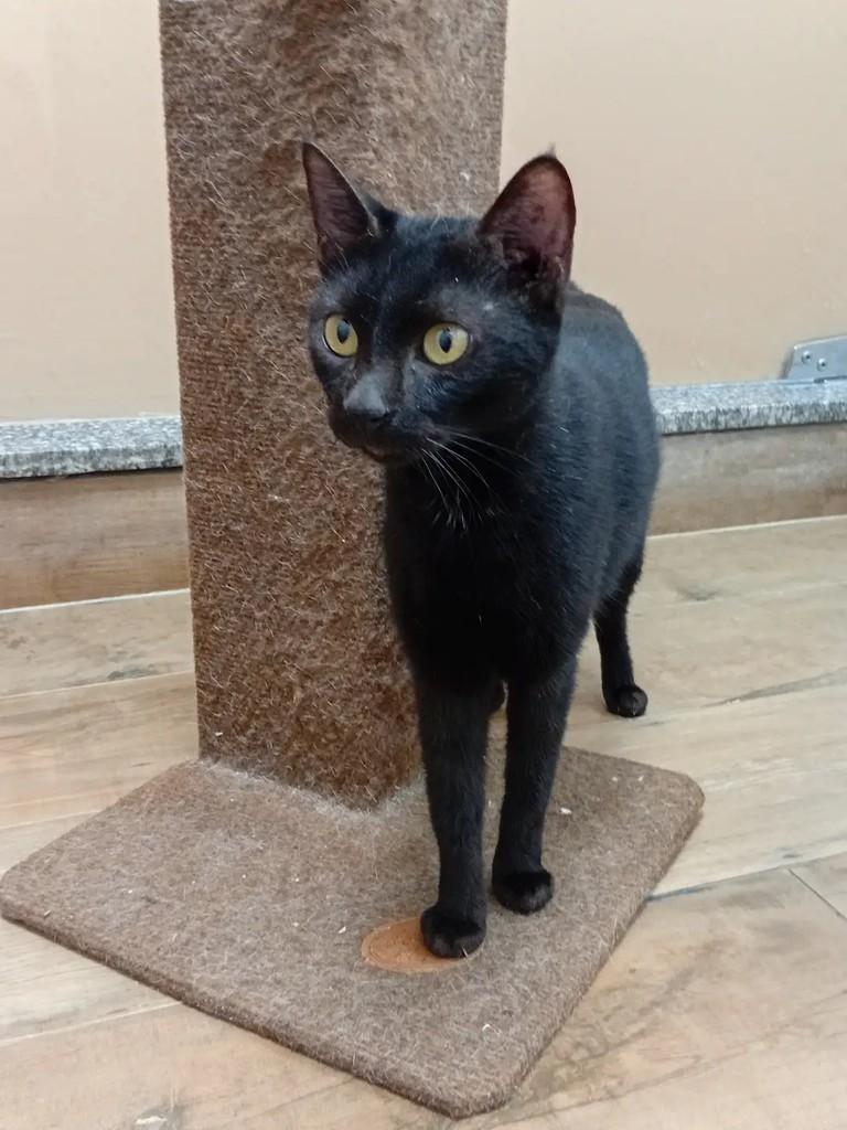 Ruby, gata de porte pequeno para adoção em Manaus - AM