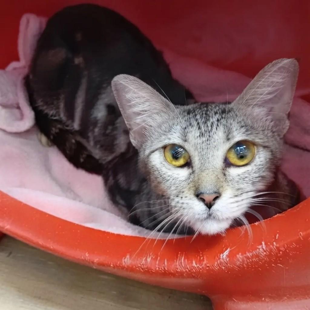 Filomena, gata de porte pequeno para adoção em Manaus - AM