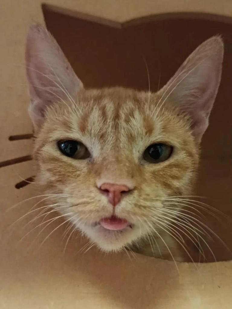 Linda, gata de porte pequeno para adoção em Manaus - AM