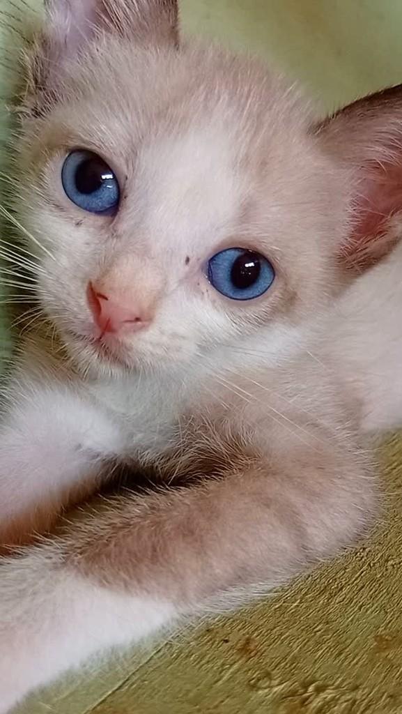 Perfeitinho, gato para adoção em Manaus - AM