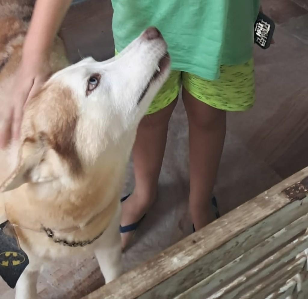 Fenrir, cachorro de porte médio para adoção em Miracema - RJ
