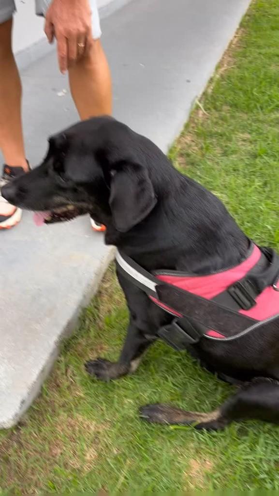 Nick, cachorro de porte grande para adoção em Blumenau - SC