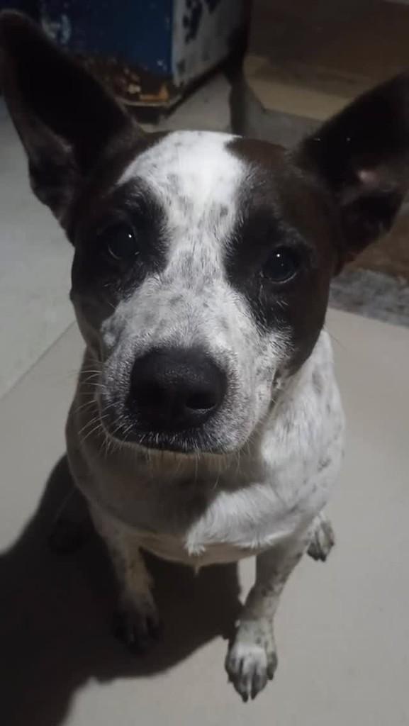 Bela, cadela de porte pequeno para adoção em Blumenau - SC