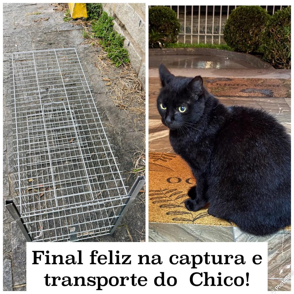 Chico, gato de porte médio para adoção em Blumenau - SC