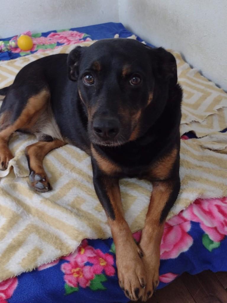 Betão, cachorro de porte médio para adoção em Blumenau - SC