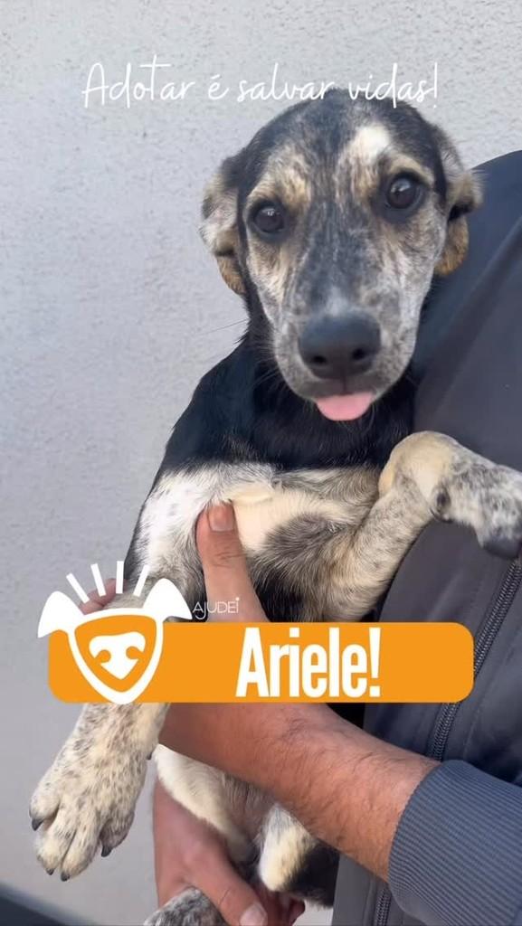 Ariele, cachorro de porte médio para adoção em Curitiba - PR
