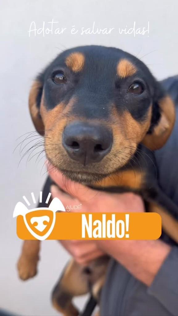 Naldo, cachorro de porte médio para adoção em Curitiba - PR