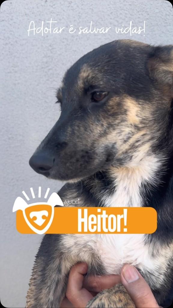 Heitor, cachorro de porte pequeno para adoção em Curitiba - PR
