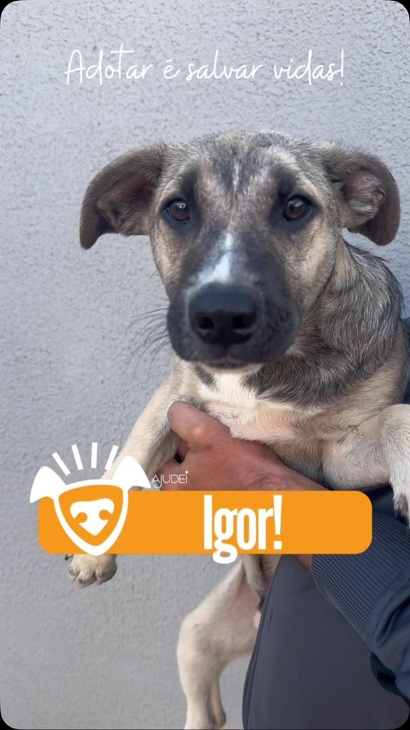 Igor, cachorro de porte médio para adoção em Curitiba - PR