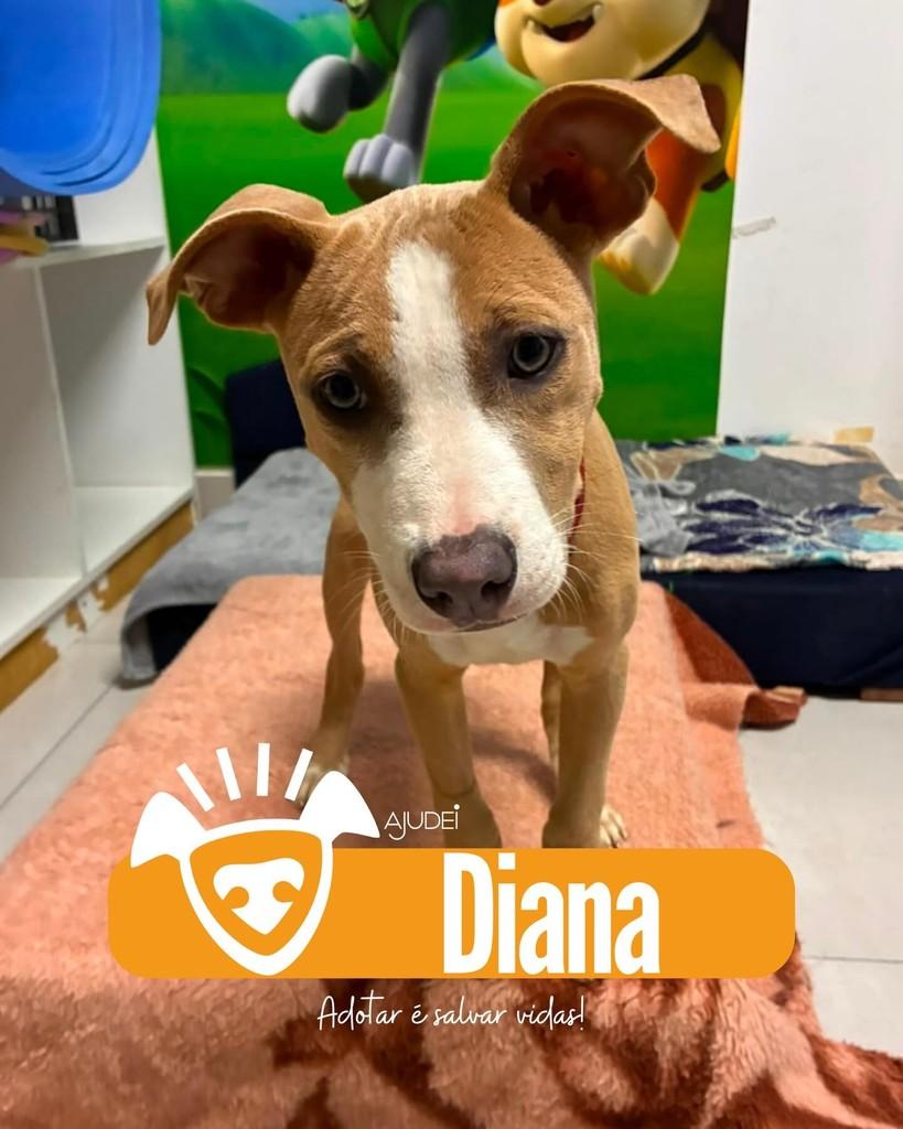 Diana, cachorro de porte pequeno para adoção em Curitiba - PR