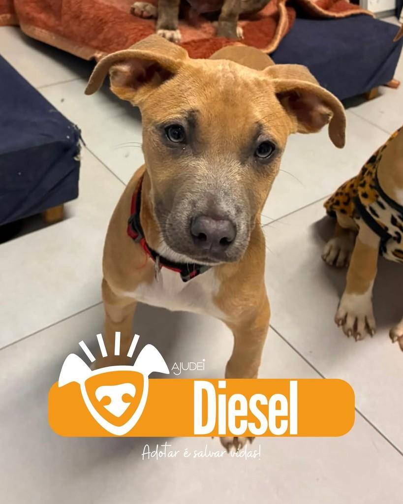 Diesel, cachorro de porte pequeno para adoção em Curitiba - PR