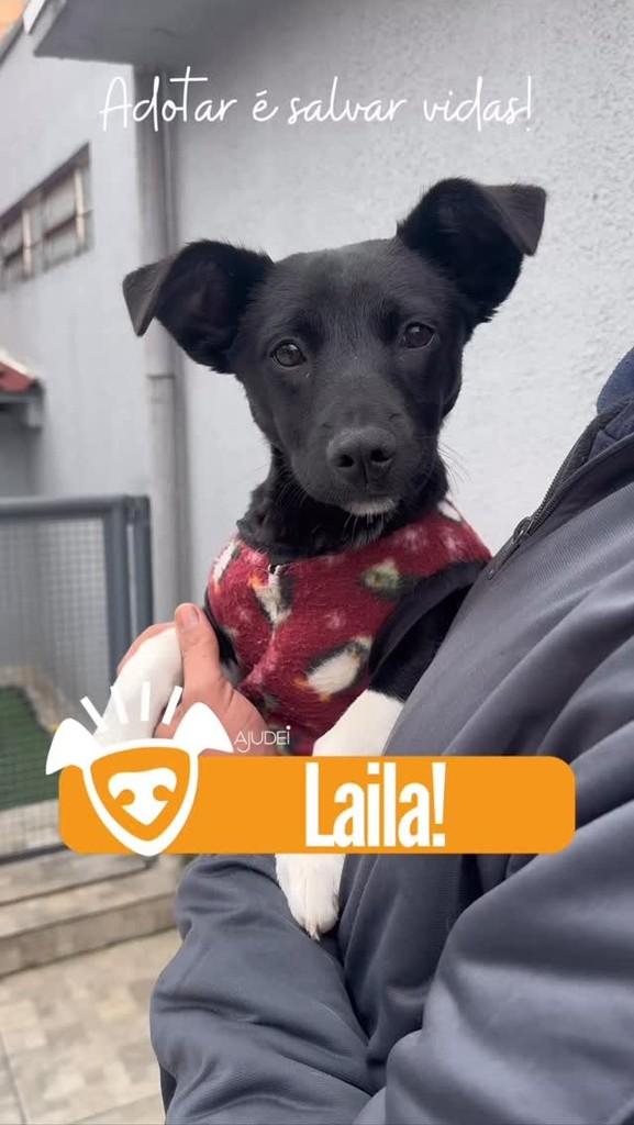 Laila, cachorro de porte médio para adoção em Curitiba - PR
