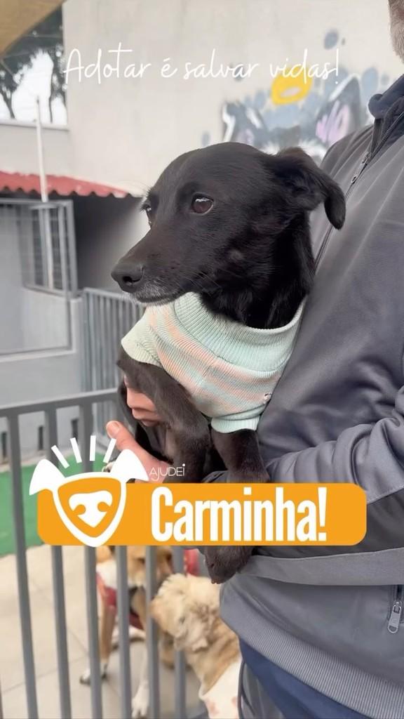 Carminha, cadela de porte pequeno para adoção em Curitiba - PR