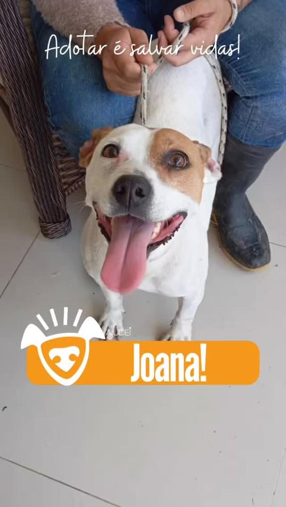 Joana, cadela de porte médio para adoção em Curitiba - PR