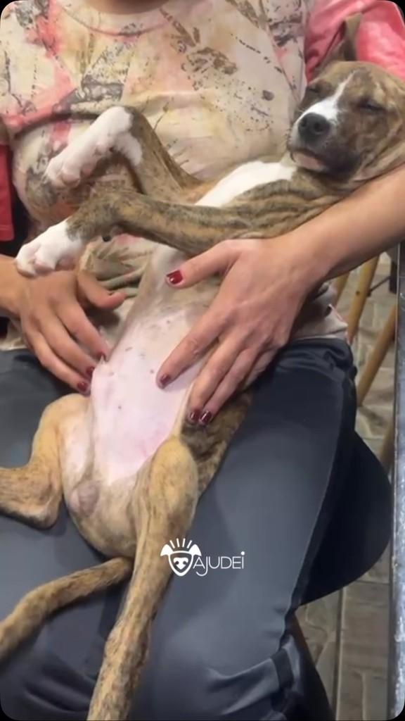 Didi, cachorro de porte pequeno para adoção em Curitiba - PR