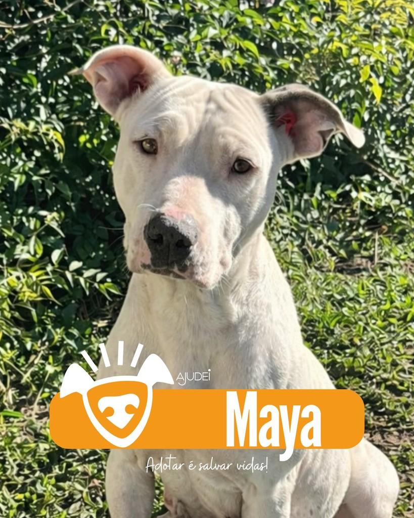 Maya, cadela de porte grande para adoção em Curitiba - PR