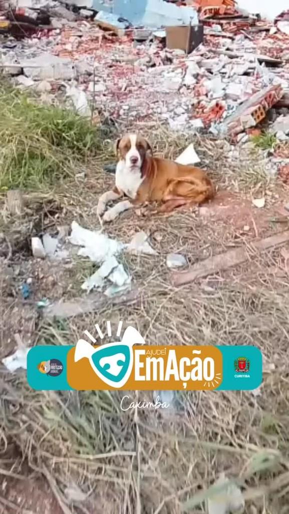 Ravi, cachorro de porte médio para adoção em Curitiba - PR