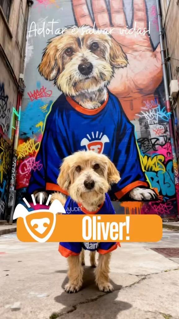 Oliver, cachorro de porte pequeno para adoção em Curitiba - PR