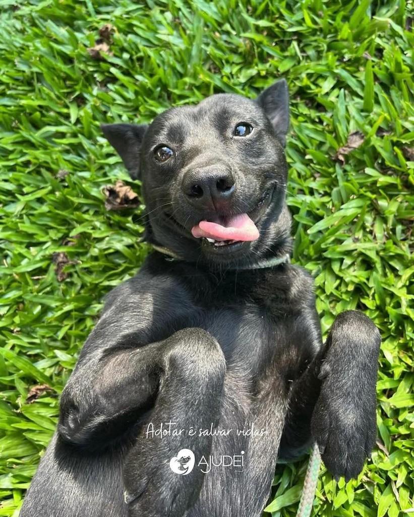 Batman, cachorro de porte pequeno para adoção em Curitiba - PR