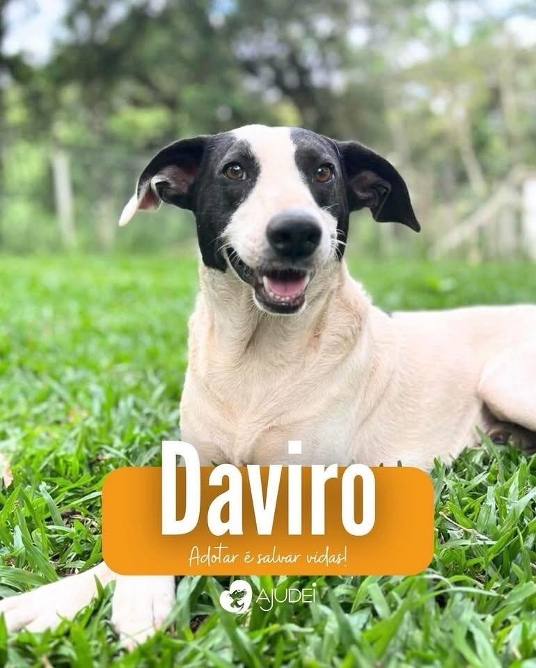 Daviro, cachorro de porte médio para adoção em Curitiba - PR