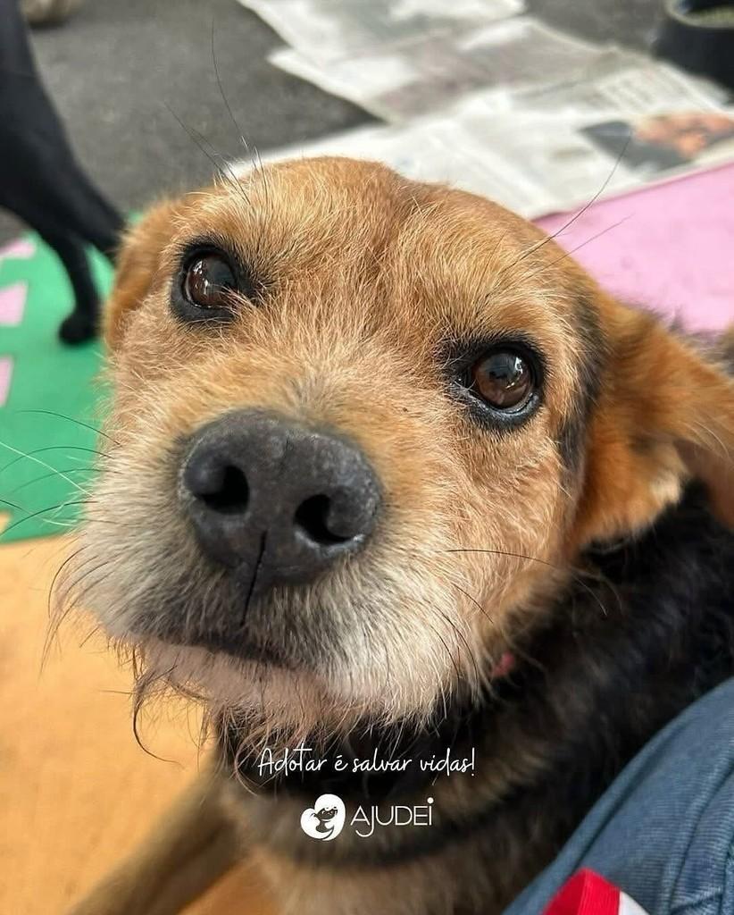 Filipi, cachorro de porte médio para adoção em Curitiba - PR