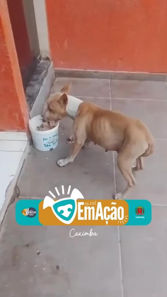 Laura, cachorro de porte pequeno para adoção em Curitiba - PR