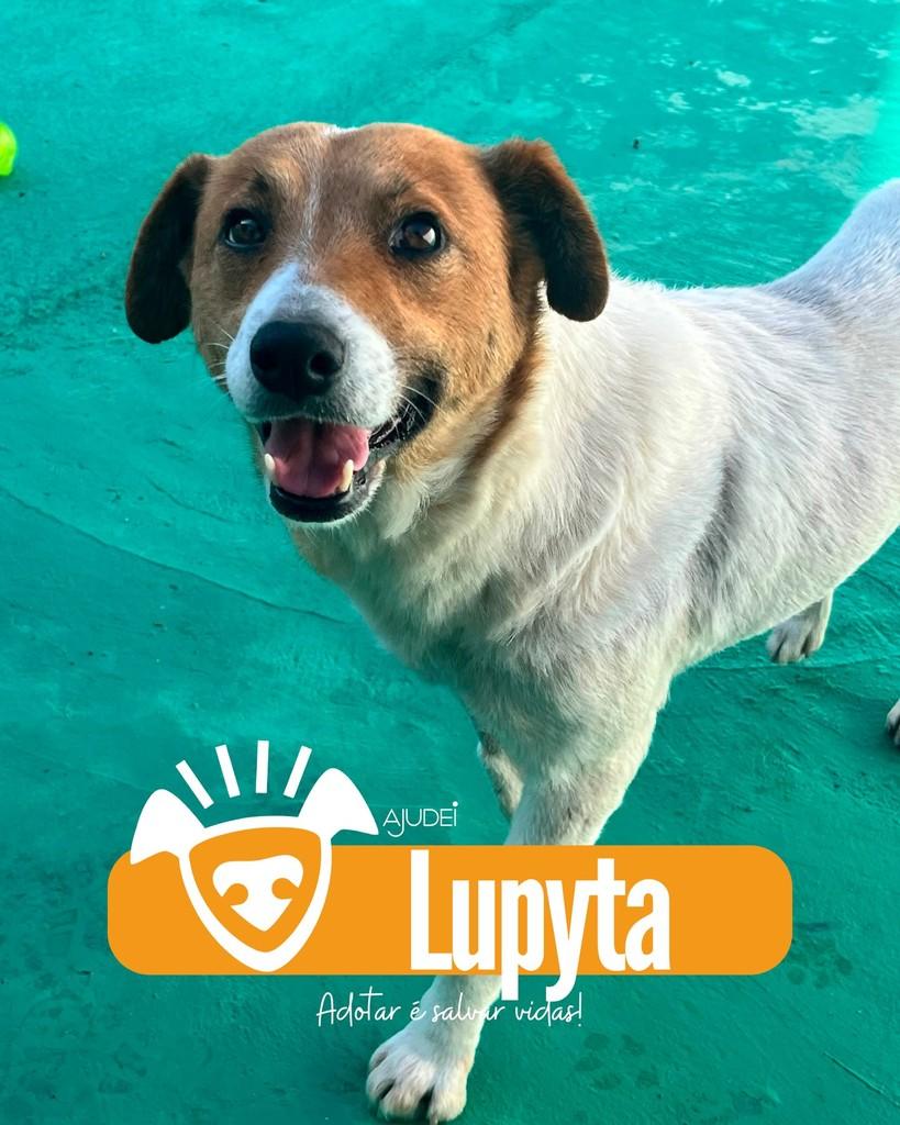 Lupyta, cadela de porte médio para adoção em Curitiba - PR