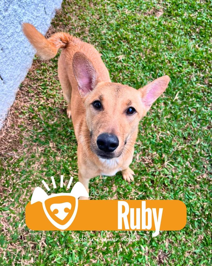 Ruby, cadela de porte médio para adoção em Curitiba - PR