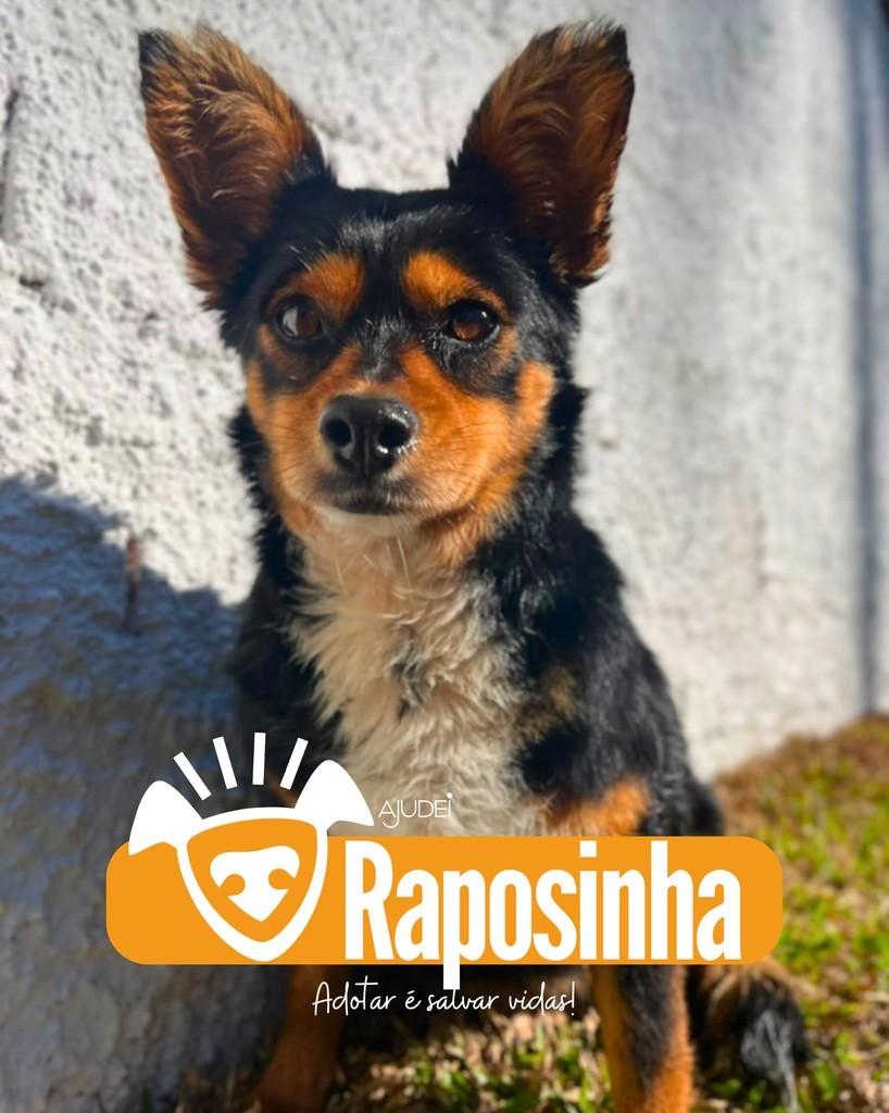 Raposinha, cadela de porte pequeno para adoção em Curitiba - PR