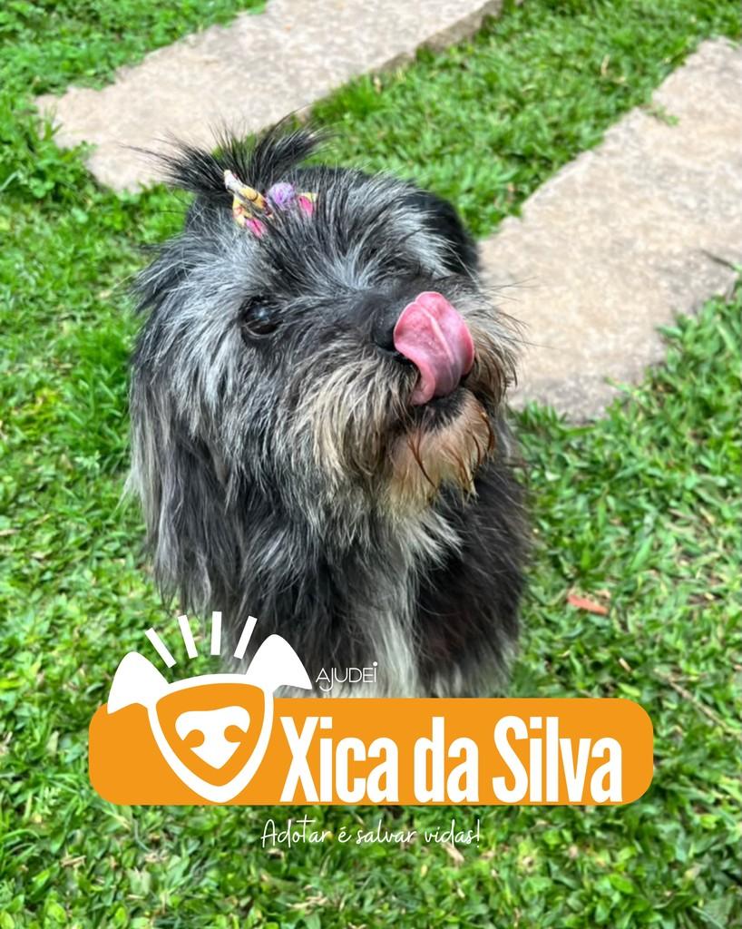 Xica da Silva, cadela de porte pequeno para adoção em Curitiba - PR