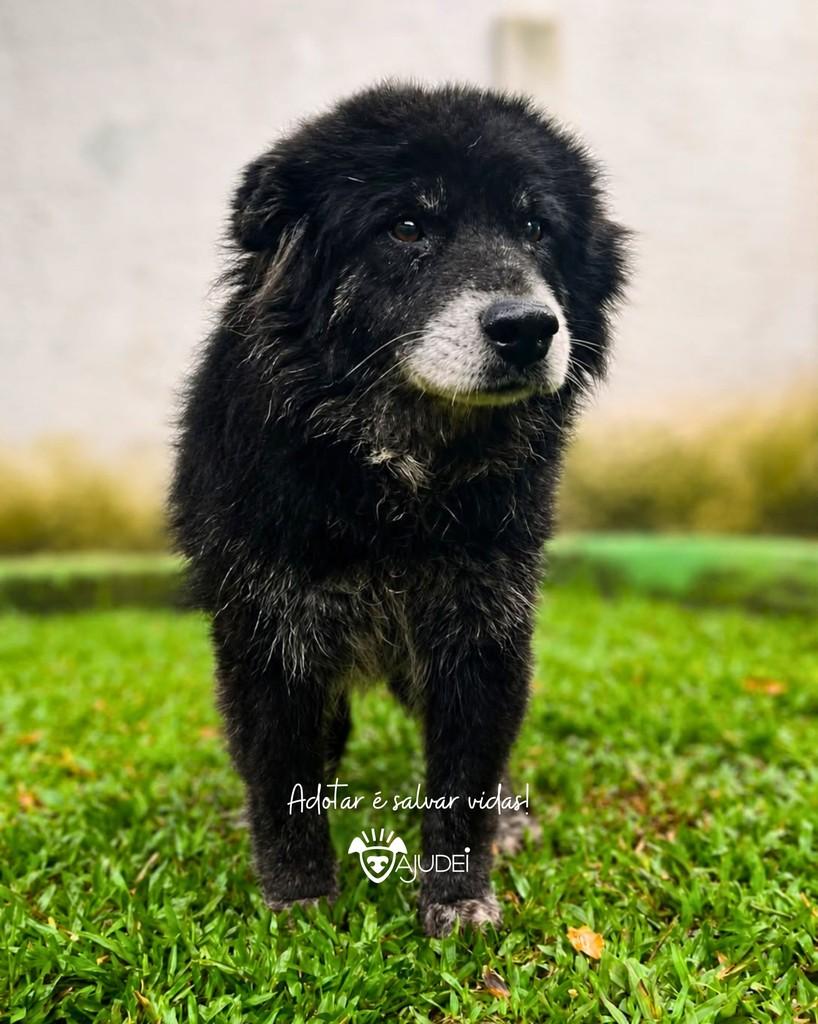 Negão, cachorro de porte médio para adoção em Curitiba - PR