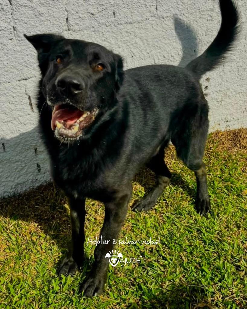 Lobo, cachorro de porte grande para adoção em Curitiba - PR